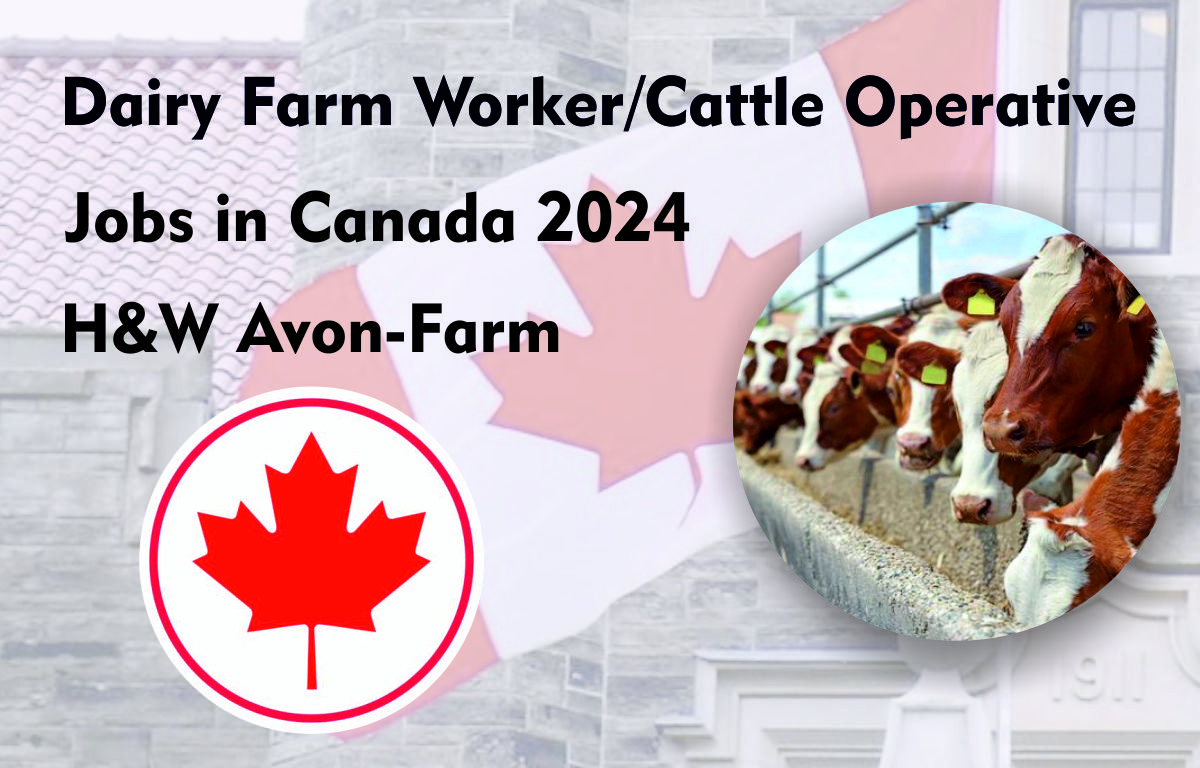 Dairy Farm Worker/Cattle Operative Jobs in Canada 2024 | H&W Avon-Farm