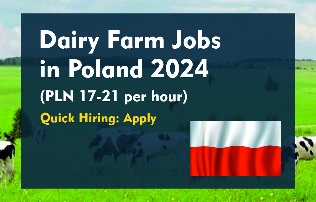 Dairy Farm Jobs in Poland 2024 (PLN 17-21 per hour) Quick Hiring: Apply