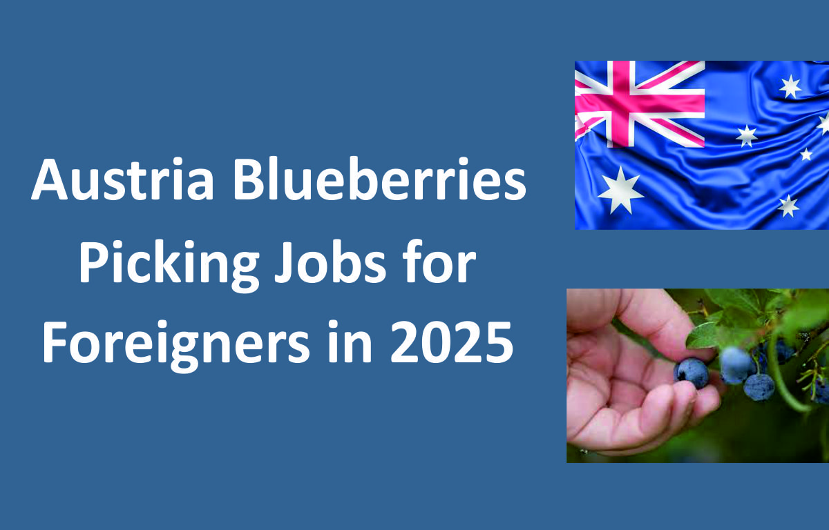 Austria Blueberries Picking Jobs for Foreigners in 2025 | Quick Hiring
