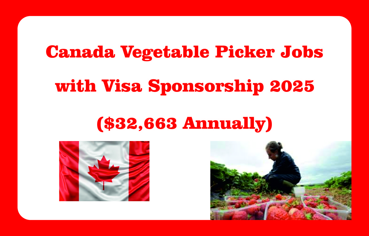Canada Vegetable Picker Jobs with Visa Sponsorship 2025 ($32,663 Annually)