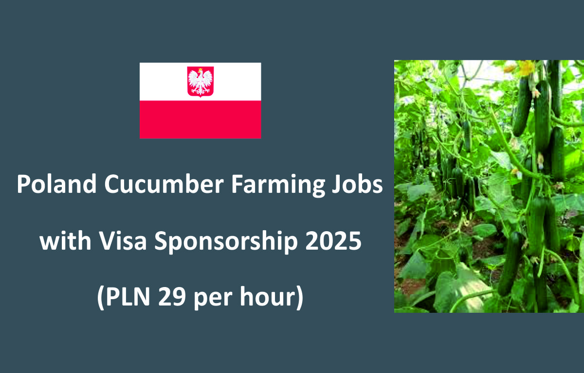 Poland Cucumber Farming Jobs with Visa Sponsorship 2025 (PLN 29 per hour)