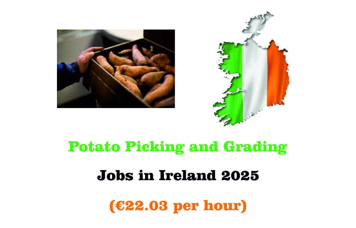 Potato Picking and Grading Jobs in Ireland 2025 (€22.03 per hour)